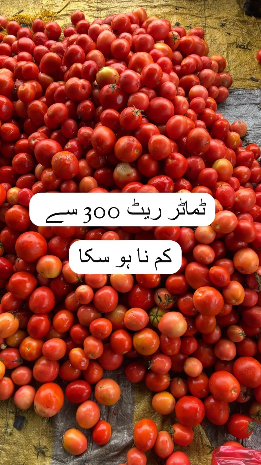 اسلام آباد سبزی منڈی میں ٹماٹر کی مارکیٹ کسانوں کے حق میں، پرچون ریٹ 300 روپے سے نیچے نہ آ سکا